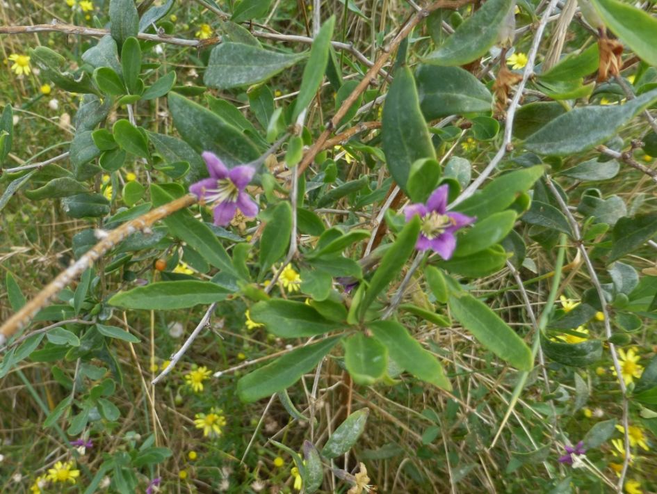 Wie kent dit plantje?